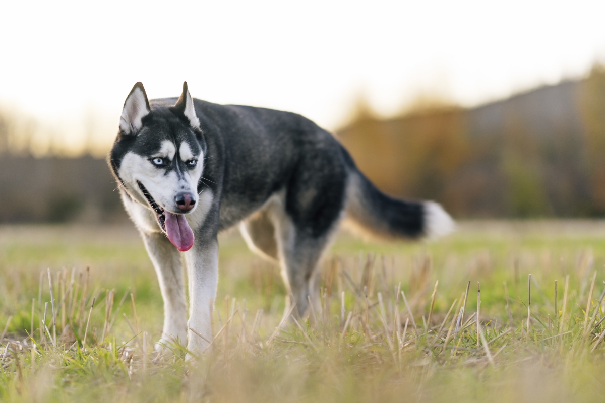 Investigada una mujer por ahorcar con su propia correa a un husky siberiano en Valtierra