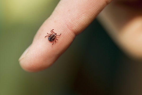 Cómo prevenir y actuar ante las picaduras de insectos y medusas