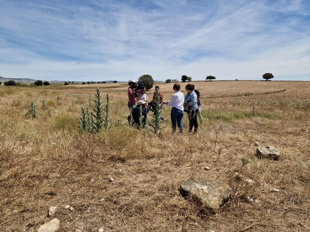 Detectan una plaga de langosta en una provincia limítrofe con Navarra