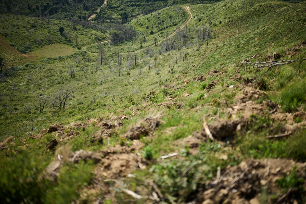 El monte de Legarda resurge tres años después gracias a un proyecto pionero de reforestación público-privada