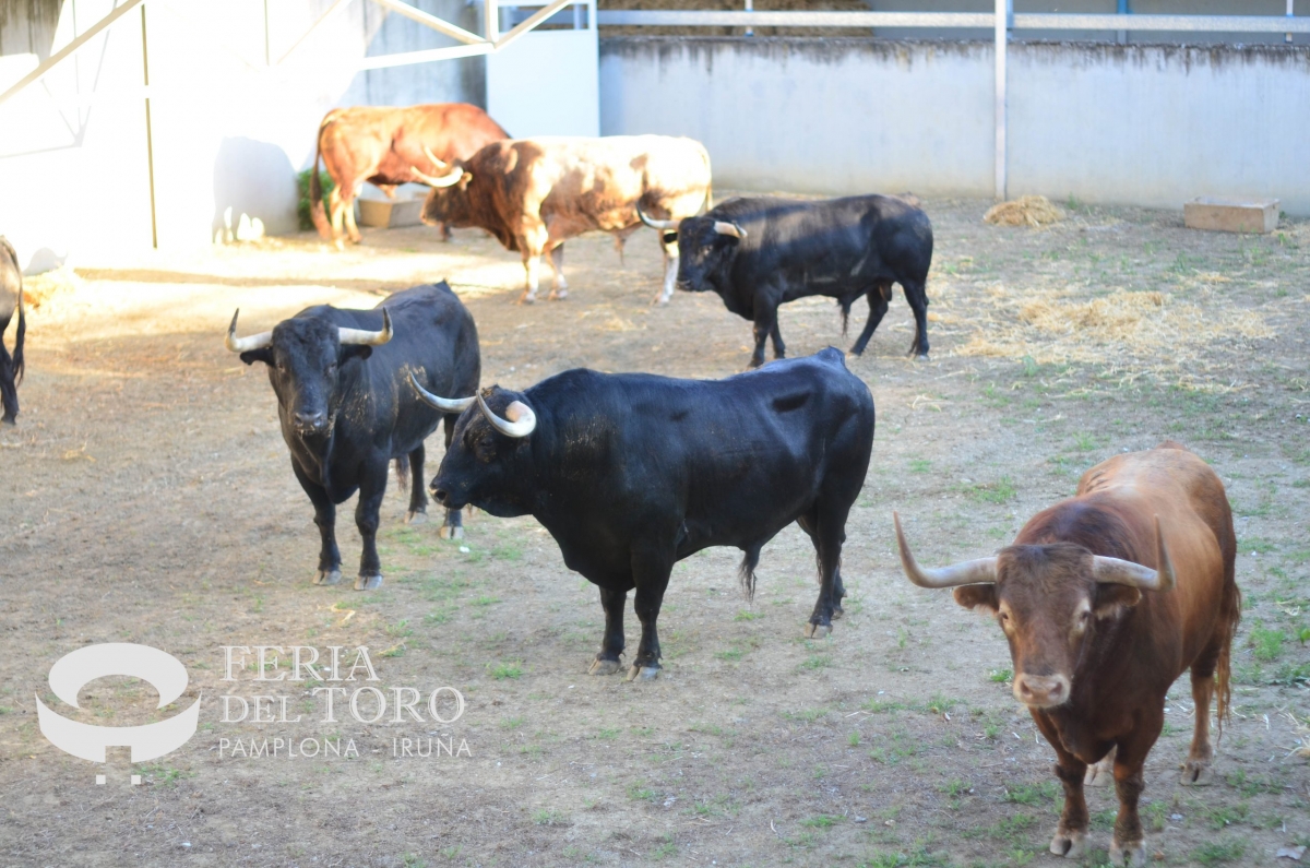 Los primeros toros para los encierros ya están en el Gas: Victoriano del Río desembarca en los corrales de la Rotxapea