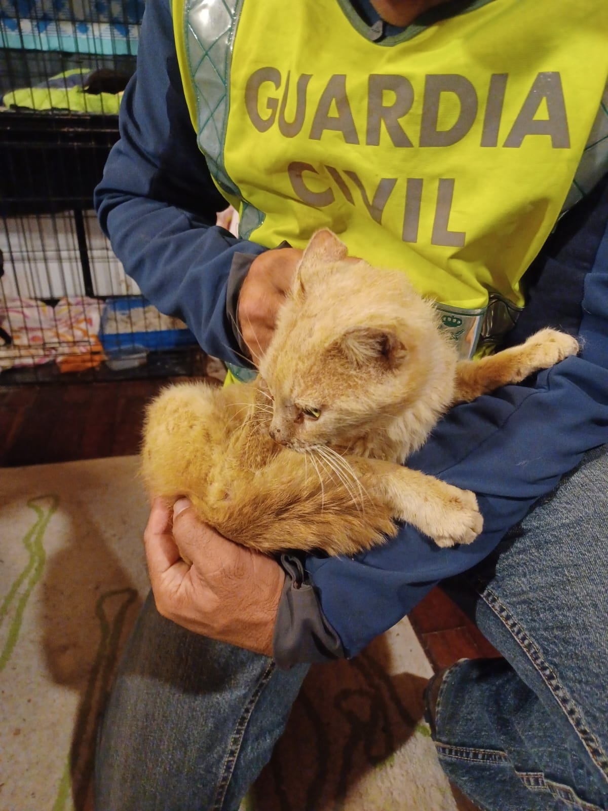 Los mataron de hambre: rescatan a siete gatos abandonados en un caserío de Bera, dos de ellos ya fallecidos