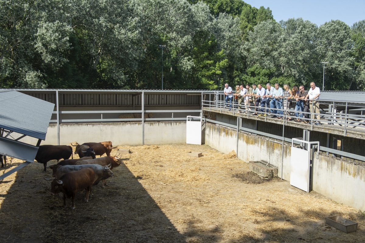 Cuatro ganaderías habitan ya en los 'Corrales del Gas'