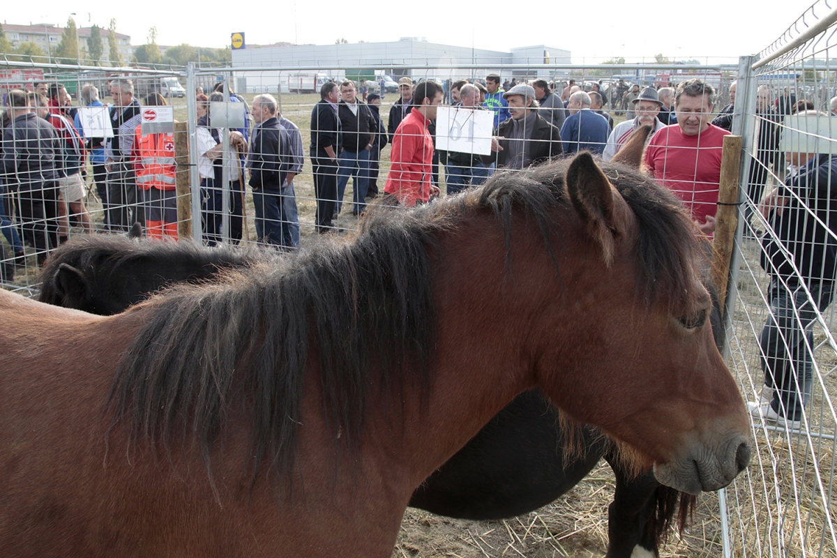 La Feria de ganado equino de San Fermín 2025 abre este lunes en Agustinos
