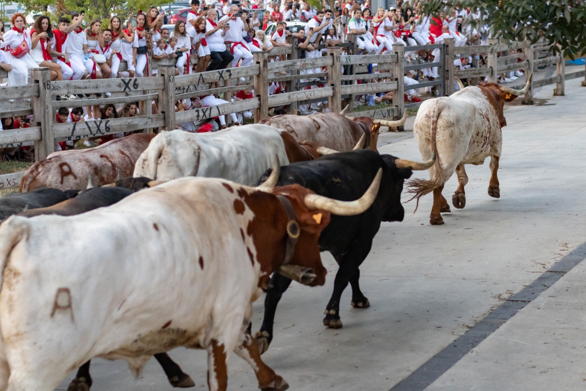 [GALERIA] Los Miura ya pisan el asfalto de Pamplona, en el último encierrillo de los Sanfermines