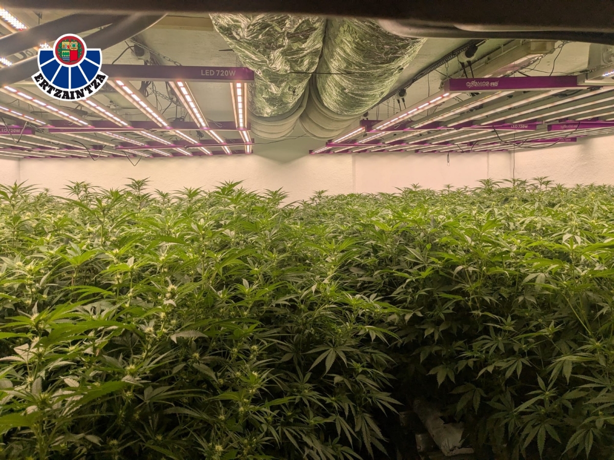 Desmantelada una plantación de cannabis en Urduliz