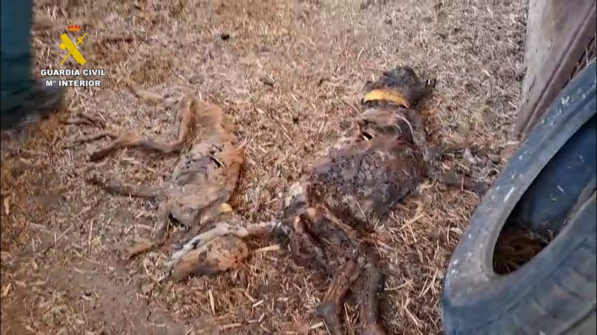 La Guardia Civil halla 32 perros muertos por inanición en una finca de Azuaga (Badajoz)