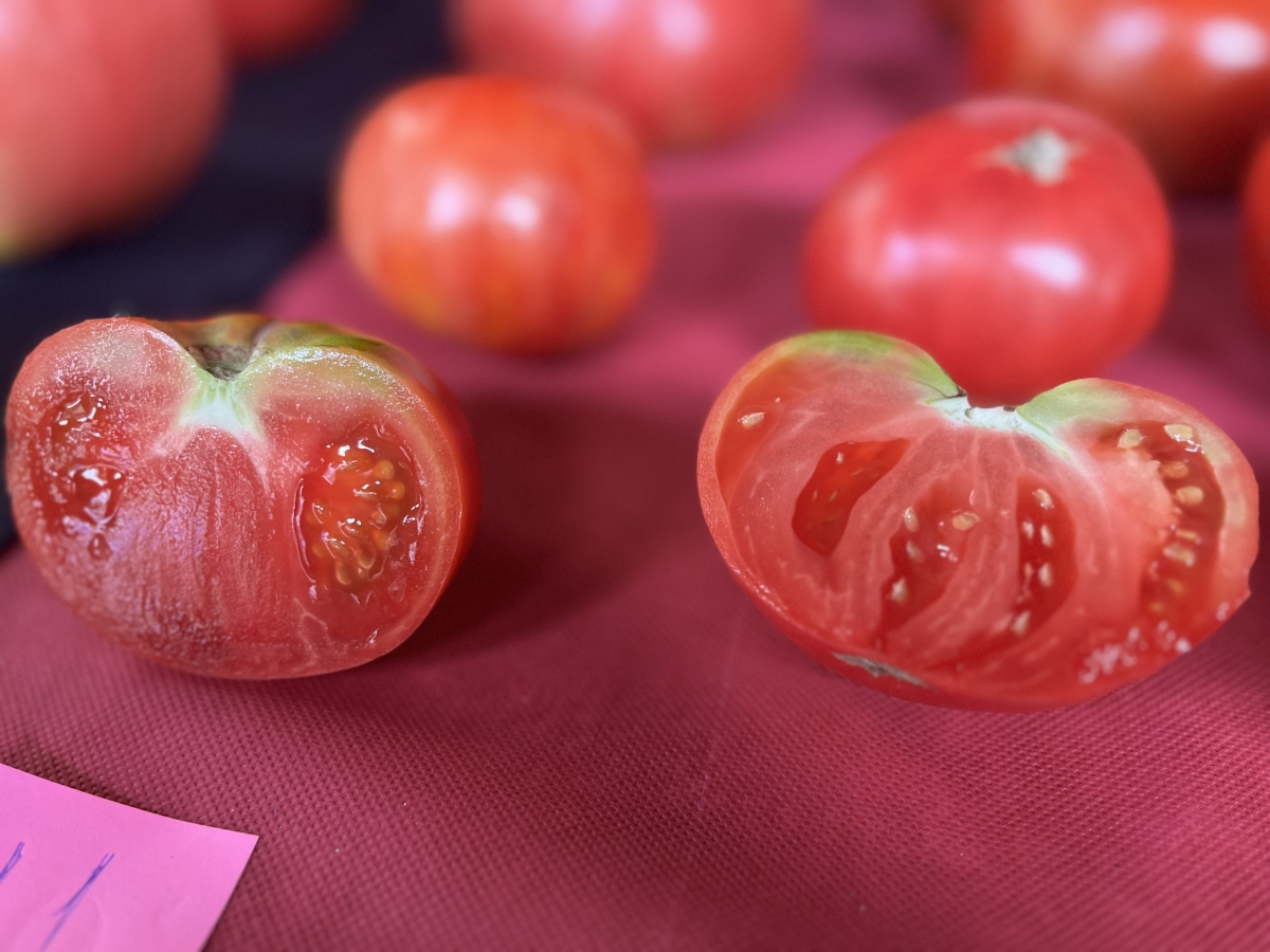 Pamplona celebra este domingo el XI Concurso del Tomate Antiguo dentro de la feria Autentika
