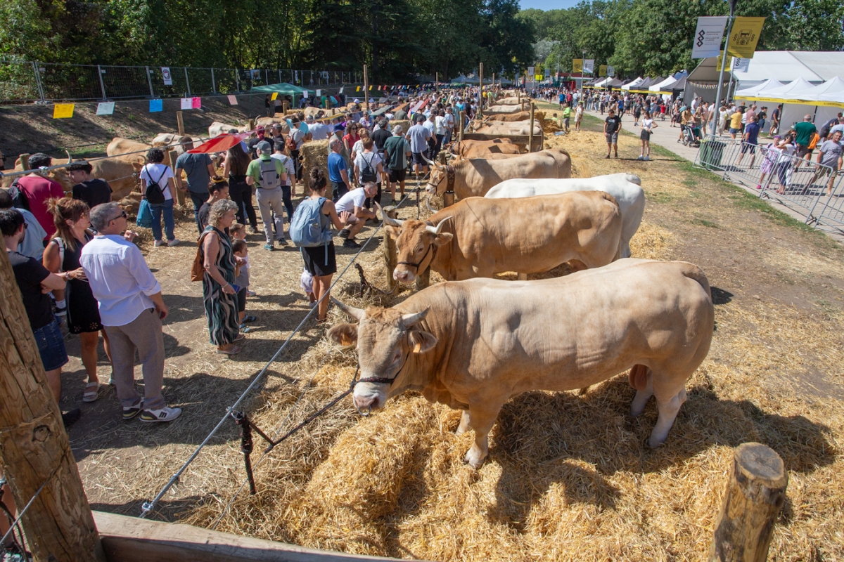 La segunda edición de la feria de ganado autóctono Autentika vuelve en septiembre por el Privilegio de la Unión