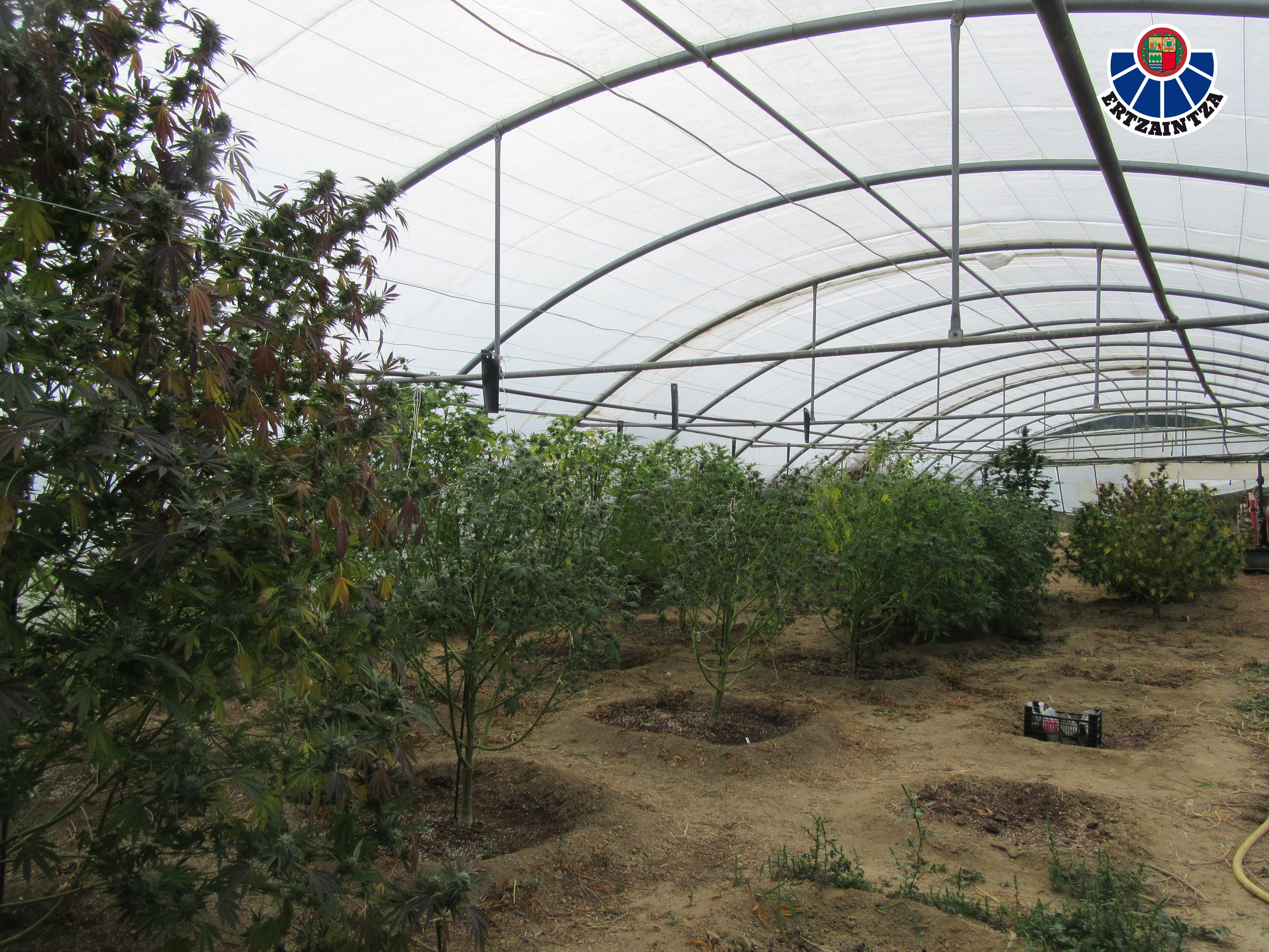 La Ertzaintza desmantela dos plantaciones de marihuana en Erandio y Lezama e imputa a tres personas