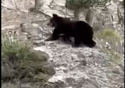 Avistado un oso en Ansó, en la muga con Navarra