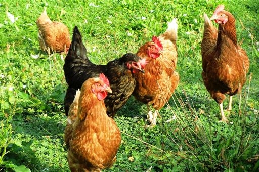 Entra en vigor el confinamiento de aves de corral en doce municipios navarros por riesgo de influenza aviar