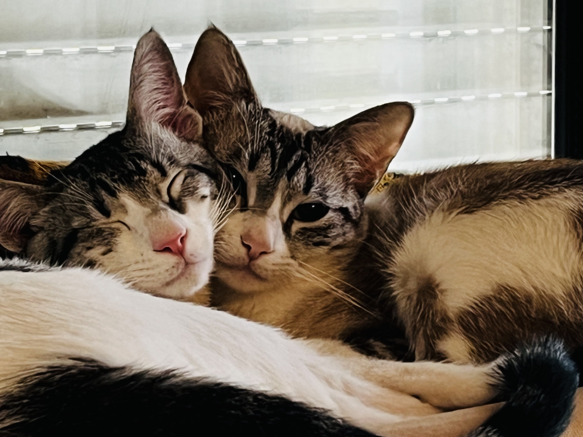 El ADN antiguo revela que los gatos domésticos proceden del norte de África