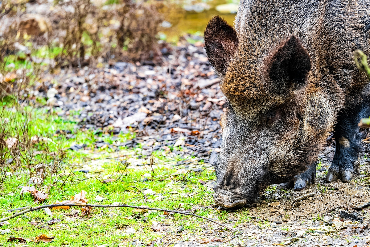 Cataluña solicita el apoyo de la UME para contener la peste porcina en Cerdanyola del Vallès
