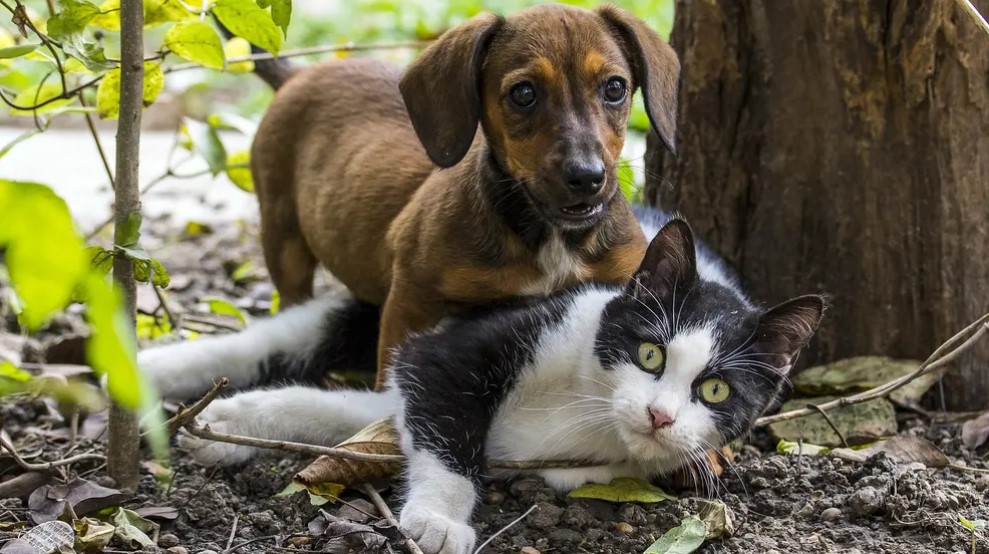 UPN plantea deducciones fiscales por gastos veterinarios para propietarios de animales de compañía