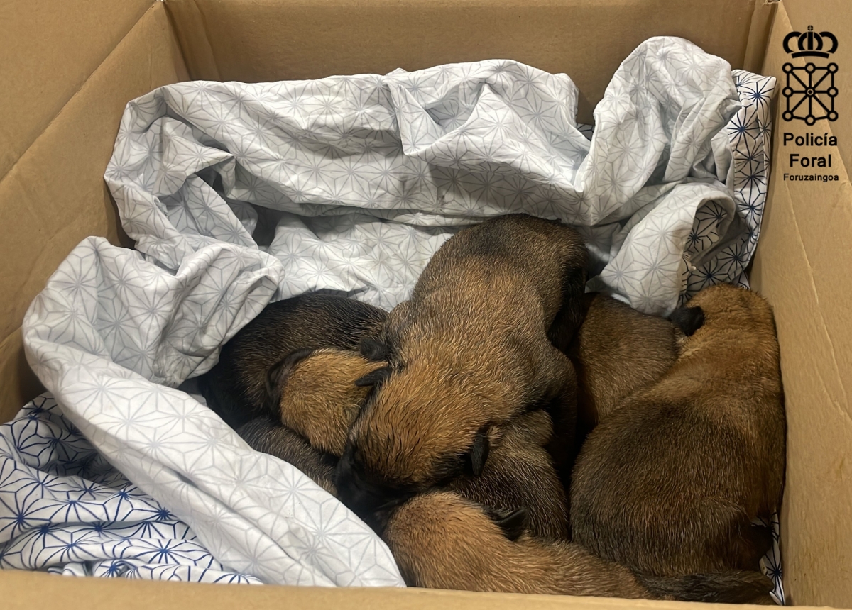 Rescatan una camada de perros en un contenedor de basuras de la Comarca de Pamplona