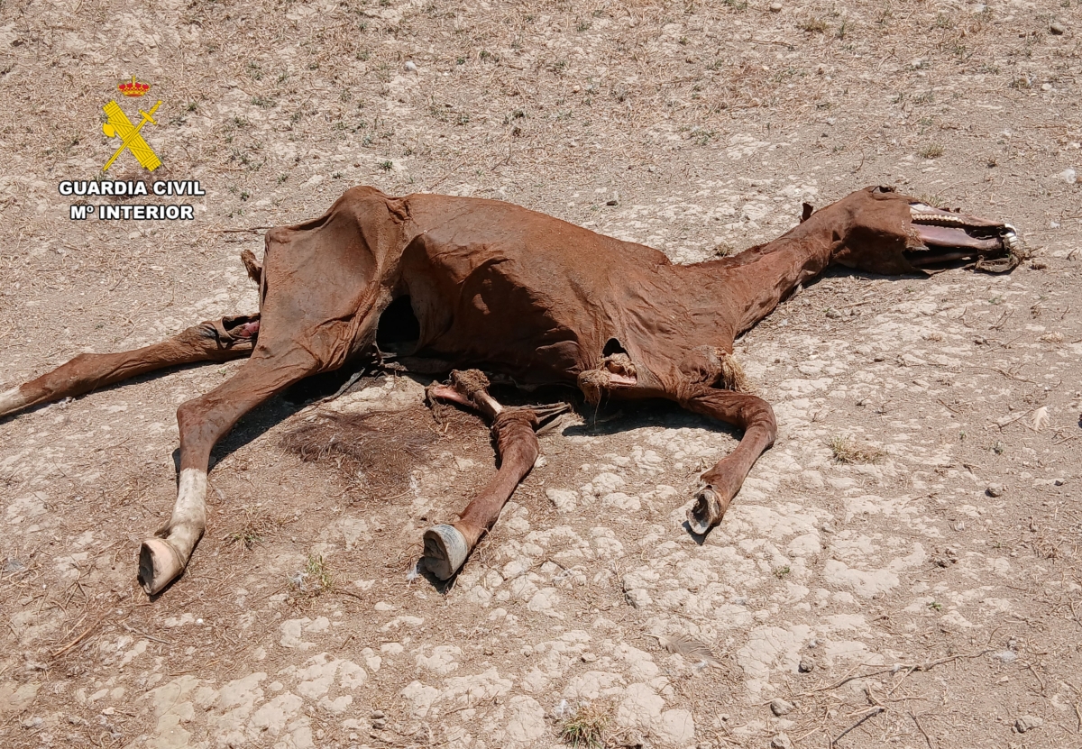 Nueve investigados por el maltrato de más de 60 caballos en las localidades de Sádaba y Castilliscar