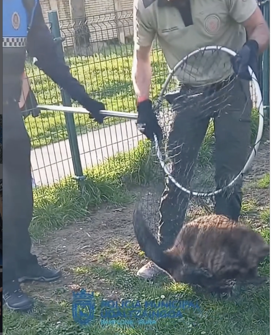 Rescatado un castor herido en una zona de esparcimiento canino de San Jorge