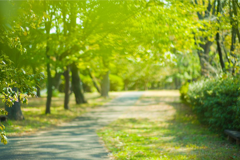 Pamplona contará con un nuevo bosque en Mendebaldea y 18 hectáreas de Ezkaba reforestadas para combatir el cambio climático