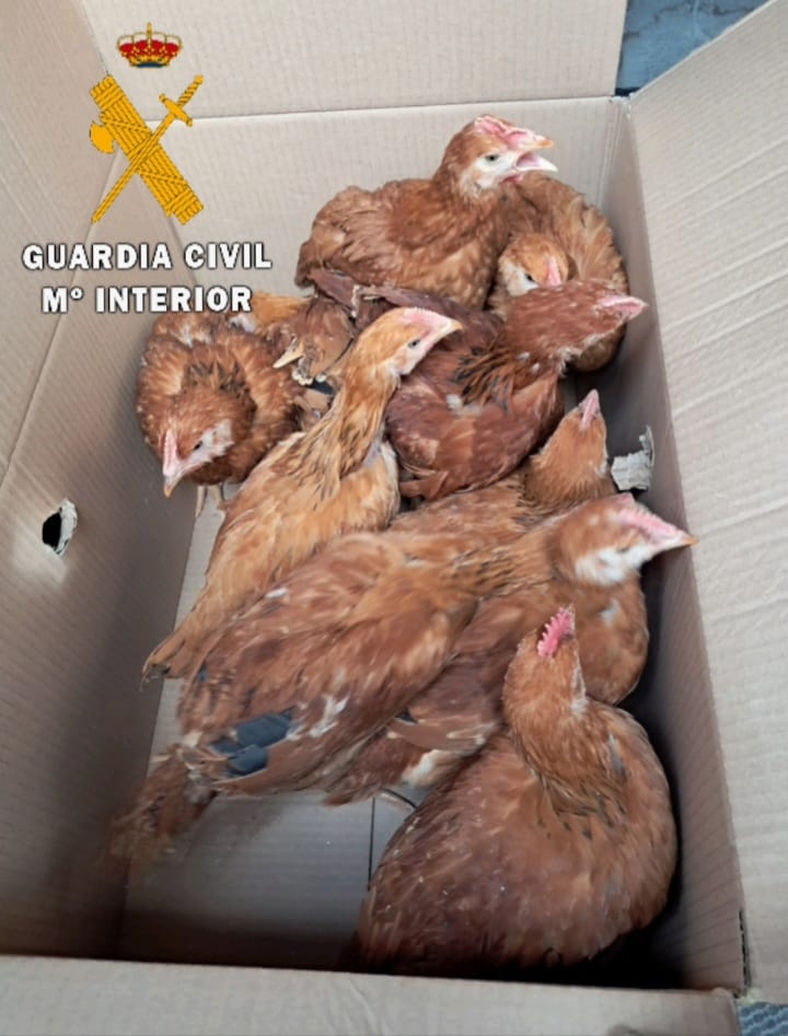 Sorprenden a una ciudadano vendiendo aves desde una furgoneta en Viana en plena alerta por gripe aviar