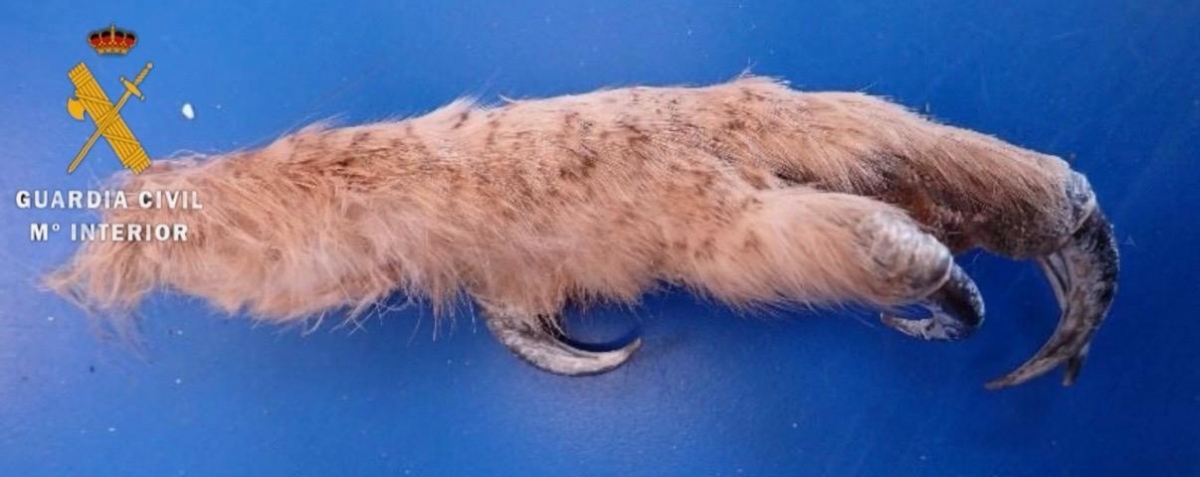 Dos vecinos de Pamplona detenidos por un presunto delito contra la flora y fauna en Soria