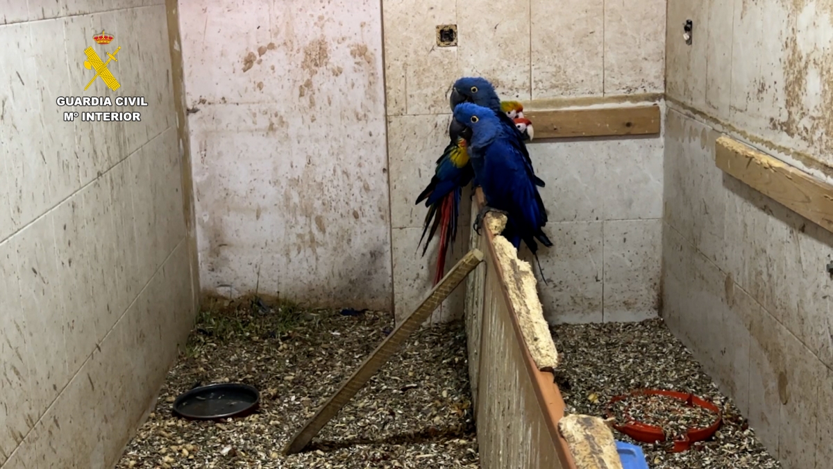 Intervienen más de 500 aves exóticas protegidas en una vivienda de Cádiz