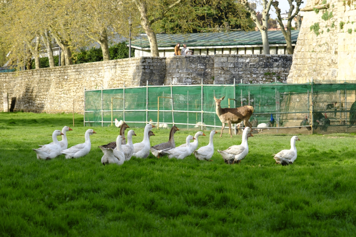 Pamplona libera a las 179 aves de la Taconera tras el fin del confinamiento preventivo por la gripe aviar