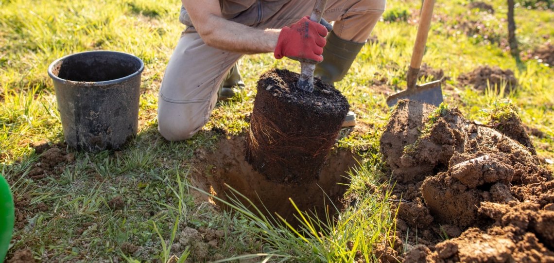 Zizur Mayor refuerza su patrimonio vegetal con la plantación de un centenar de nuevos árboles