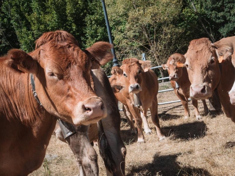 La Rioja destina 242.000 euros para sanidad ganadera y la protección de razas autóctonas