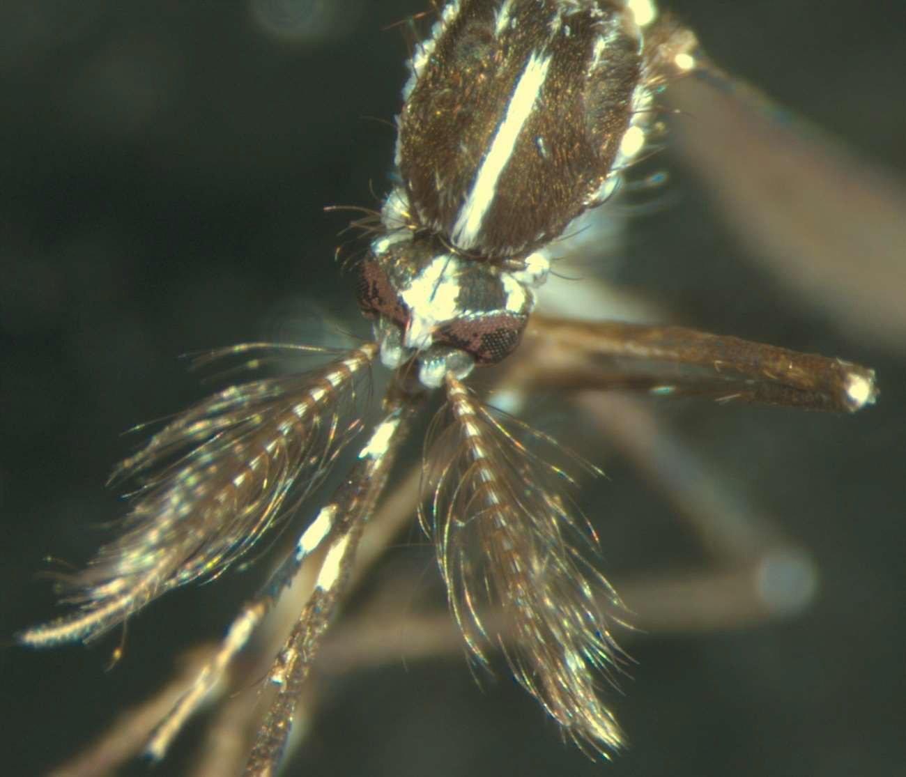 El mosquito tigre amplía su presencia en Navarra y ya se detectó en 17 municipios durante 2025