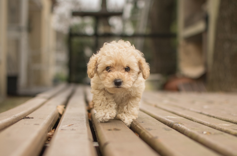 Advierten del aumento de ciberestafas en la compraventa de mascotas en Navarra