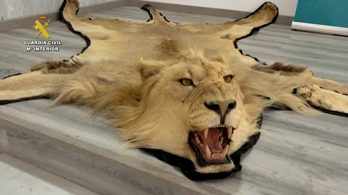 Investigada una persona en Almería por la venta ilegal de alfombras de piel de león y marfil en internet