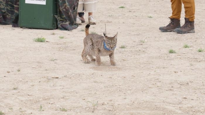 Aragón suelta una segunda pareja de linces ibéricos que explorarán el valle del Ebro