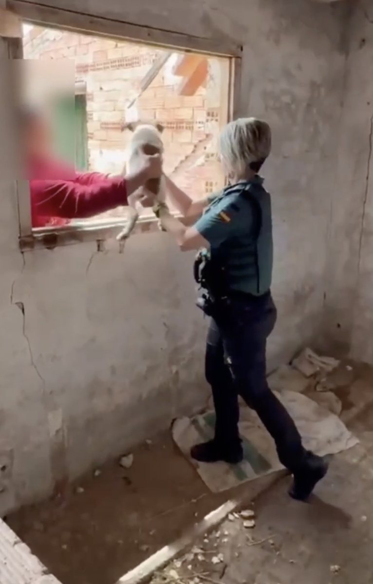 Rescatan a dos cachorros de mastín hallados sin agua, sin comida y sin microchip en un edificio en ruinas de Fitero