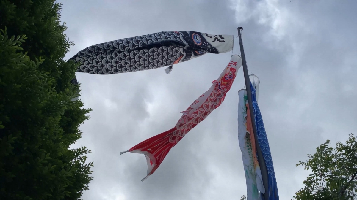 Yamaguchi se llena de carpas koi al viento para celebrar el Día del Niño japonés con cuentos, música y manualidades
