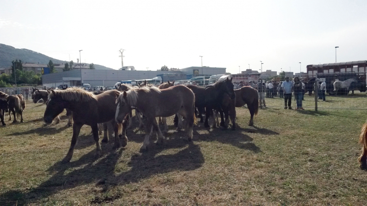 La feria de ganado equino de San Fermín se traslada al sábado 11 de julio y sumará actividades lúdicas en Agustinos