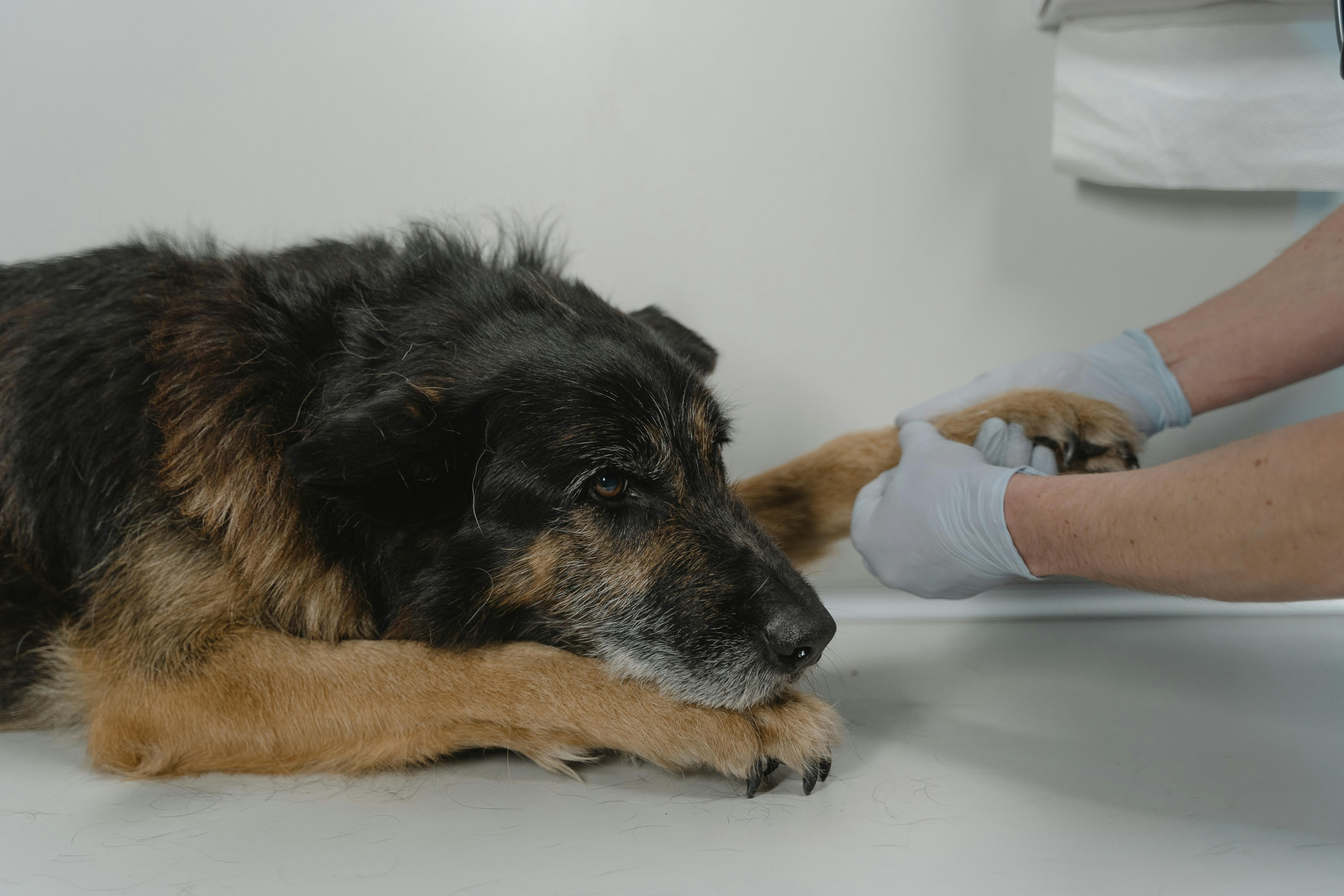 El Gobierno de Navarra destina casi 395.000 euros a proteger a los animales de compañía