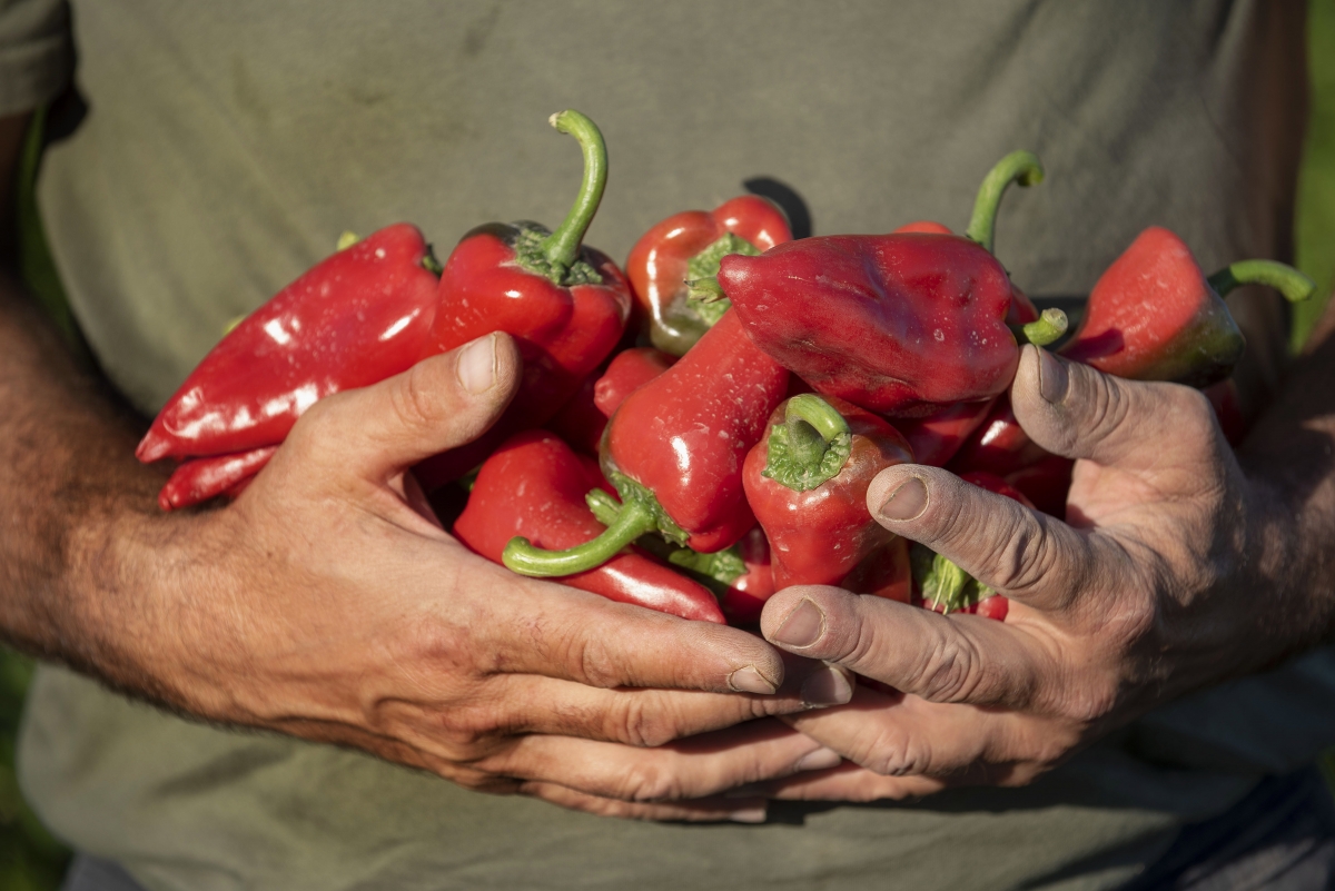 La DOP Piquillo de Lodosa retoma la plantación tras la ola de calor y prevé cerrarla la semana que viene
