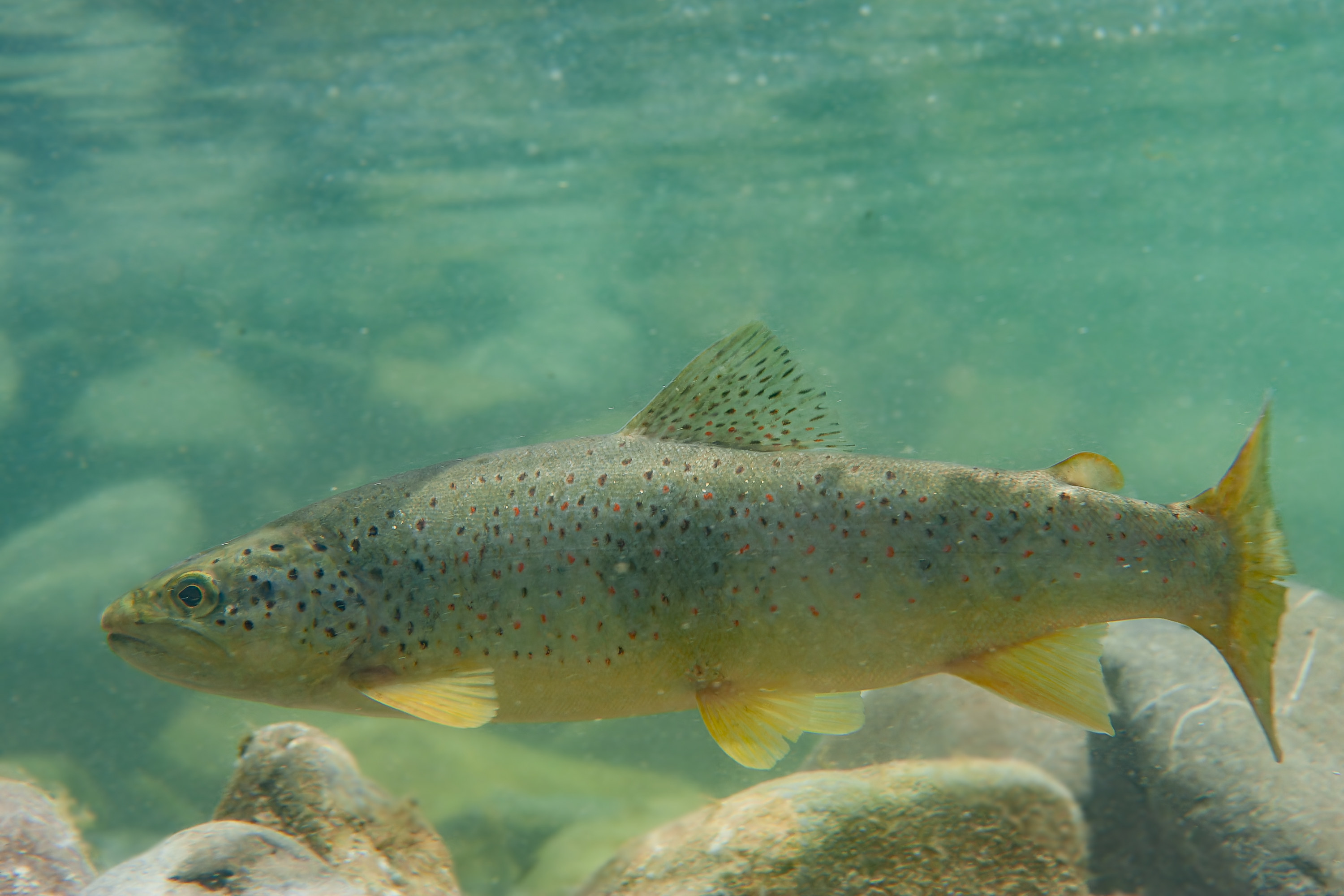 La ola de calor lleva a Medio Ambiente a la suspensión temporal de pesca hasta el 30 de junio