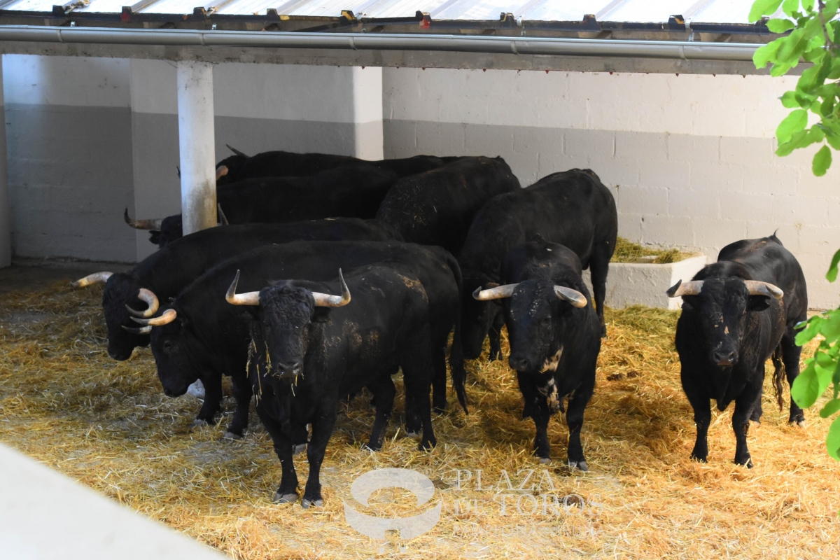 Los novillos de Pincha y los toros de la corrida de rejones llegan a los corrales de la Plaza de Toros de Pamplona