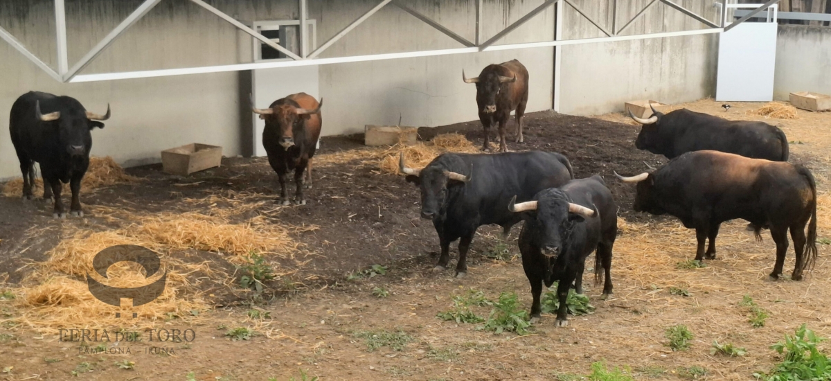 Los toros de Victoriano del Río volvieron a estrenar los corrales del Gas