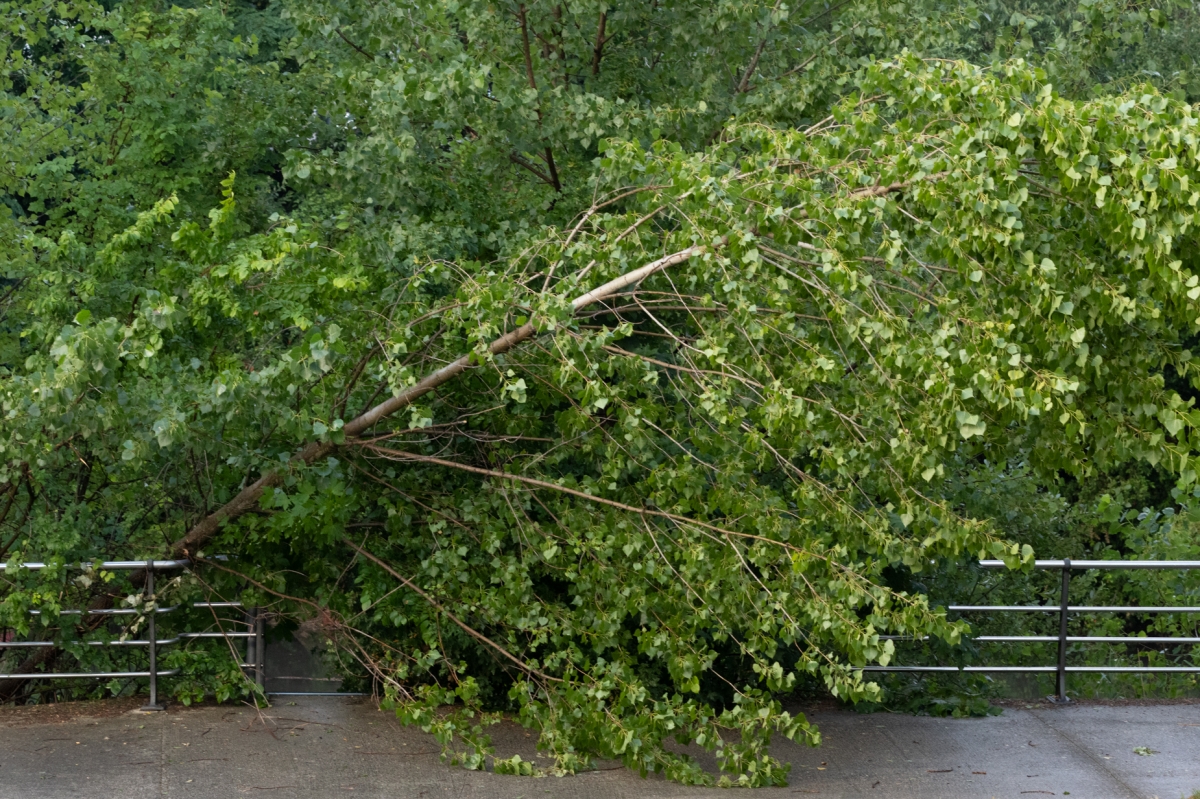 Jardines atribuye al cambio climático la rotura súbita de grandes ramas y el consistorio refuerza de tres a cinco las brigadas de mantenimiento de arbolado en Pamplona