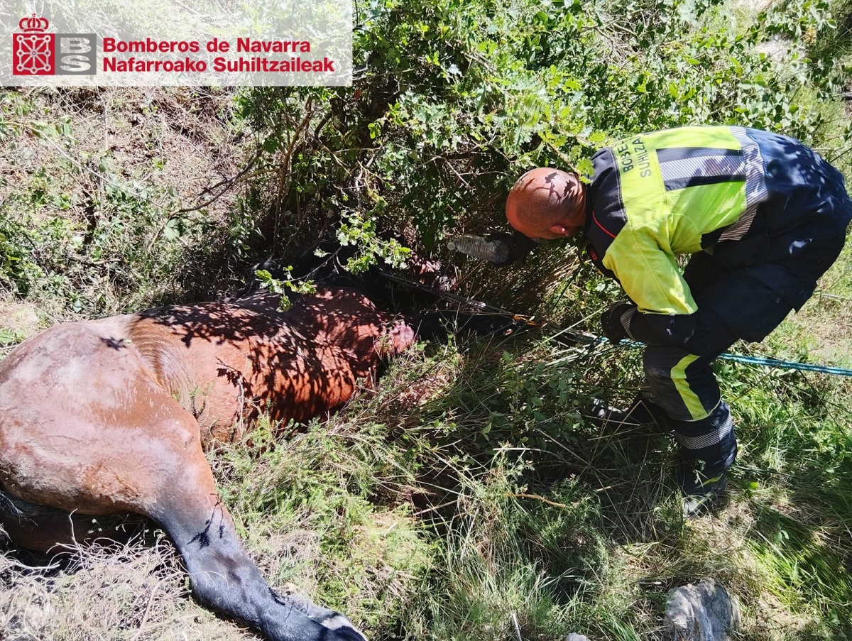 Los bomberos rescatan a una yegua atrapada en un agujero en el monte Eltxumendi en Berrioplano