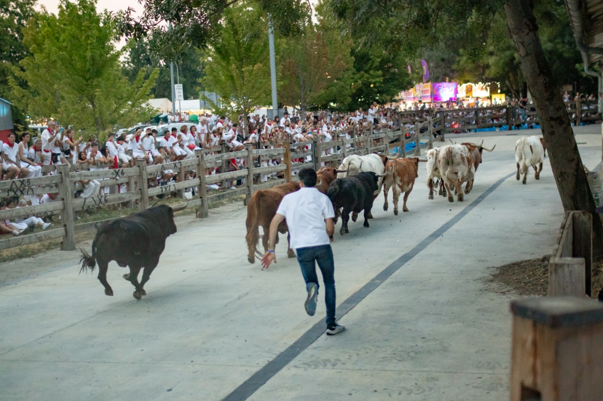 [GALERIA] Los toros de Álvaro Núñez recorrieron con velocidad el encierrillo