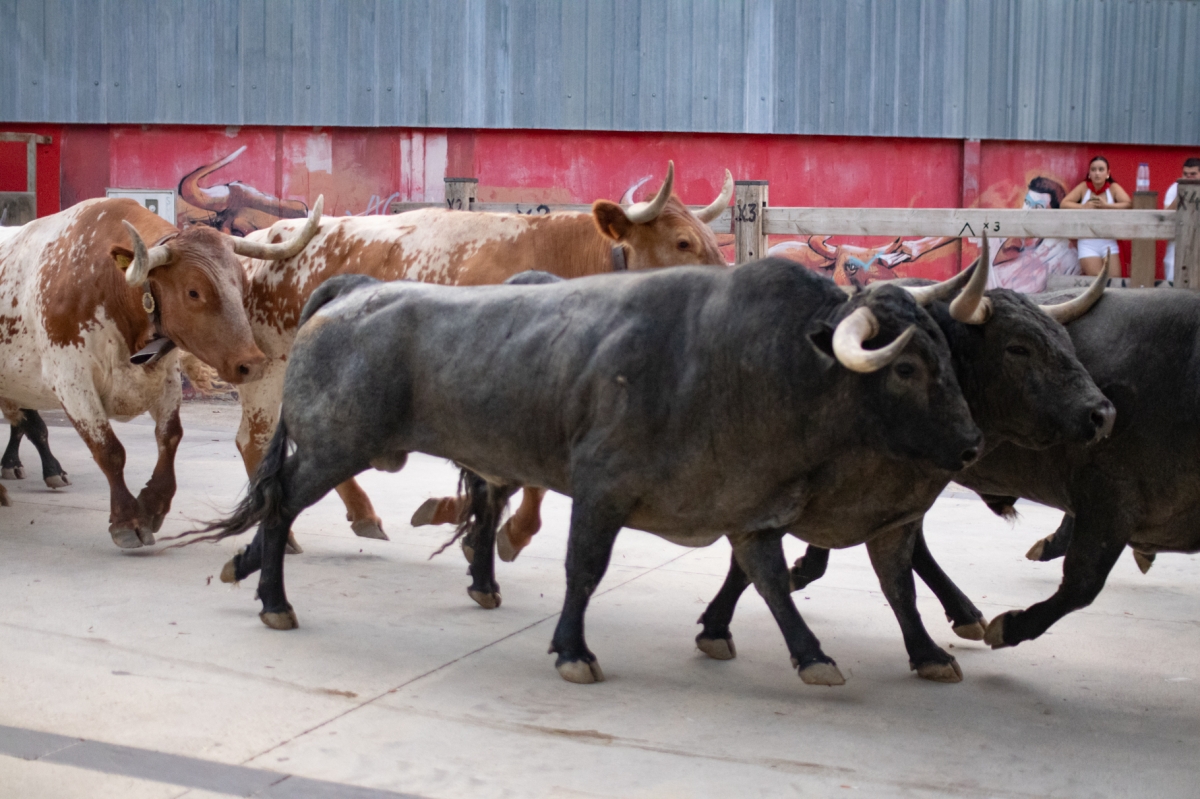 [GALERIA] Los toros de Escolar ya descansan en Santo Domingo tras el encierrillo
