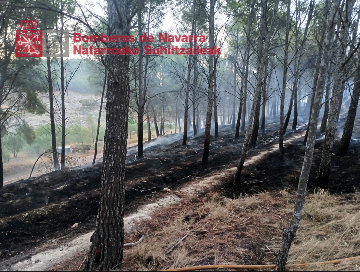 Estabilizado un incendio en un pinar de Azagra que ha amenazado una granja de corderos