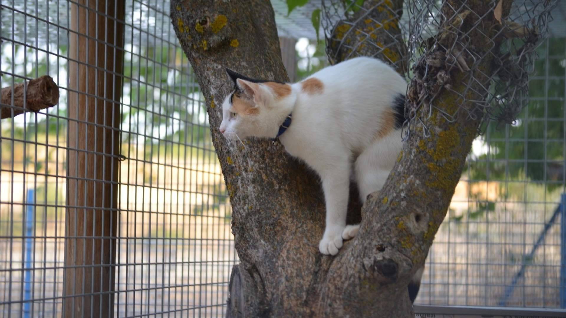 La demanda de residencias para mascotas aumenta este verano