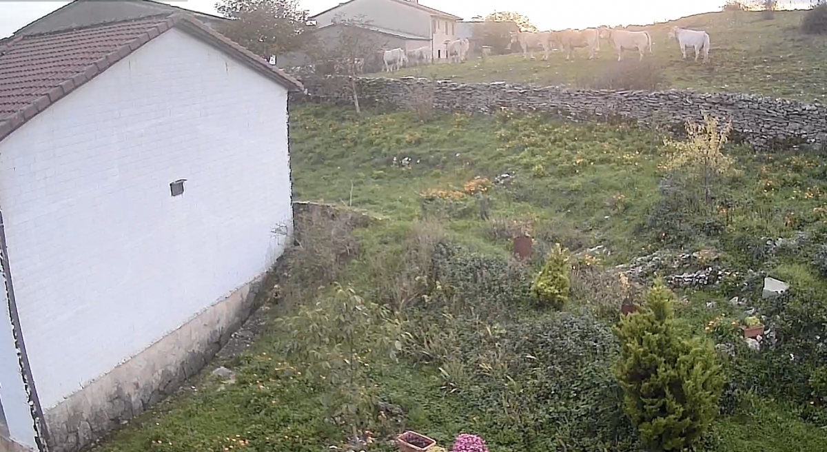 El Ayuntamiento de Lezaun sigue sin medir el ruido de los cencerros de las vacas del comunal a pesar de una sentencia 