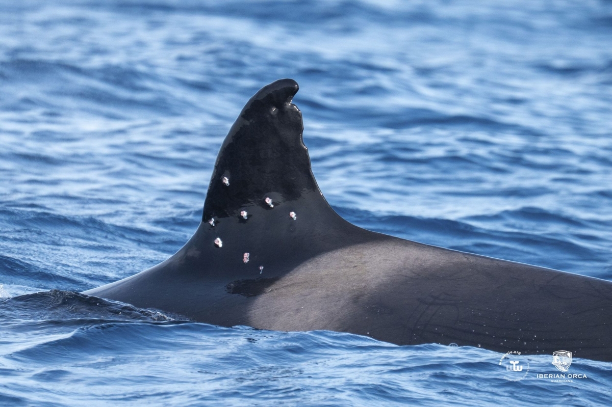 Investigan el caso de una orca herida con perdigones en aguas de Gibraltar