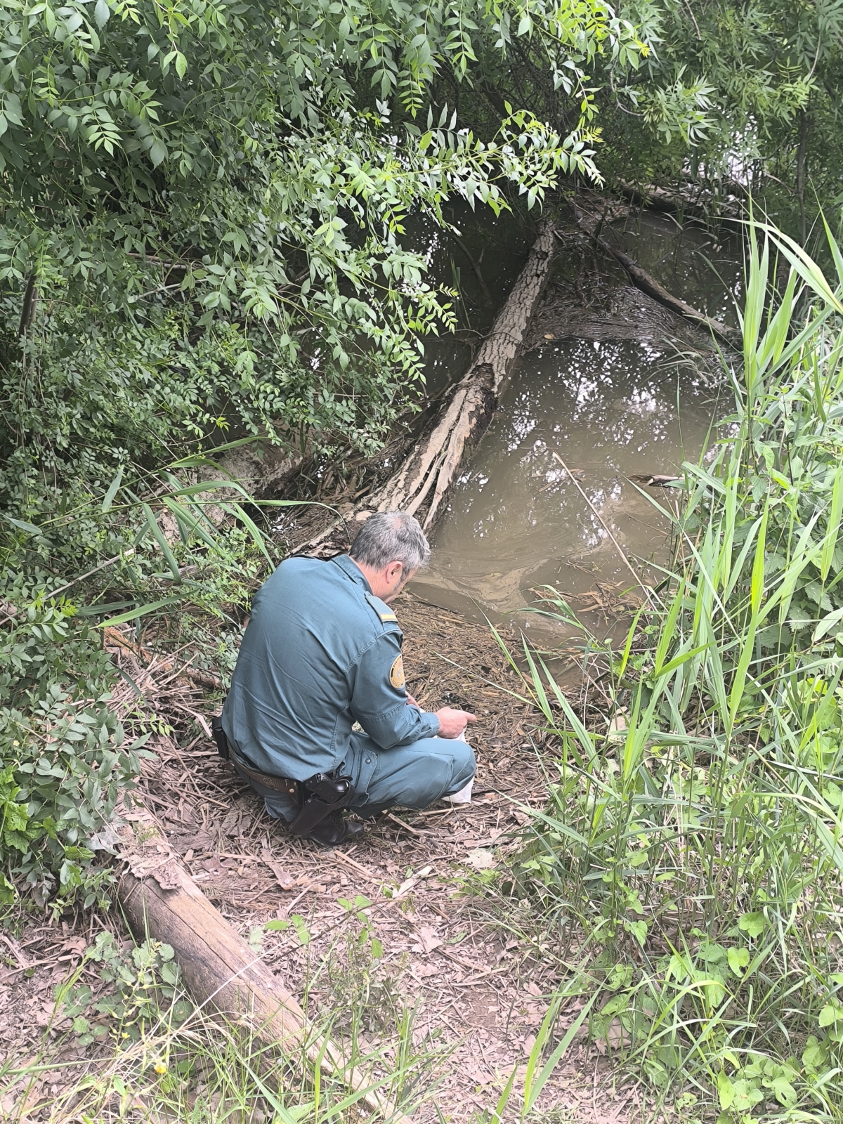La Guardia Civil investiga a un varón por cazar pajarillos con pegamento en las orillas del Ebro, en Lodosa